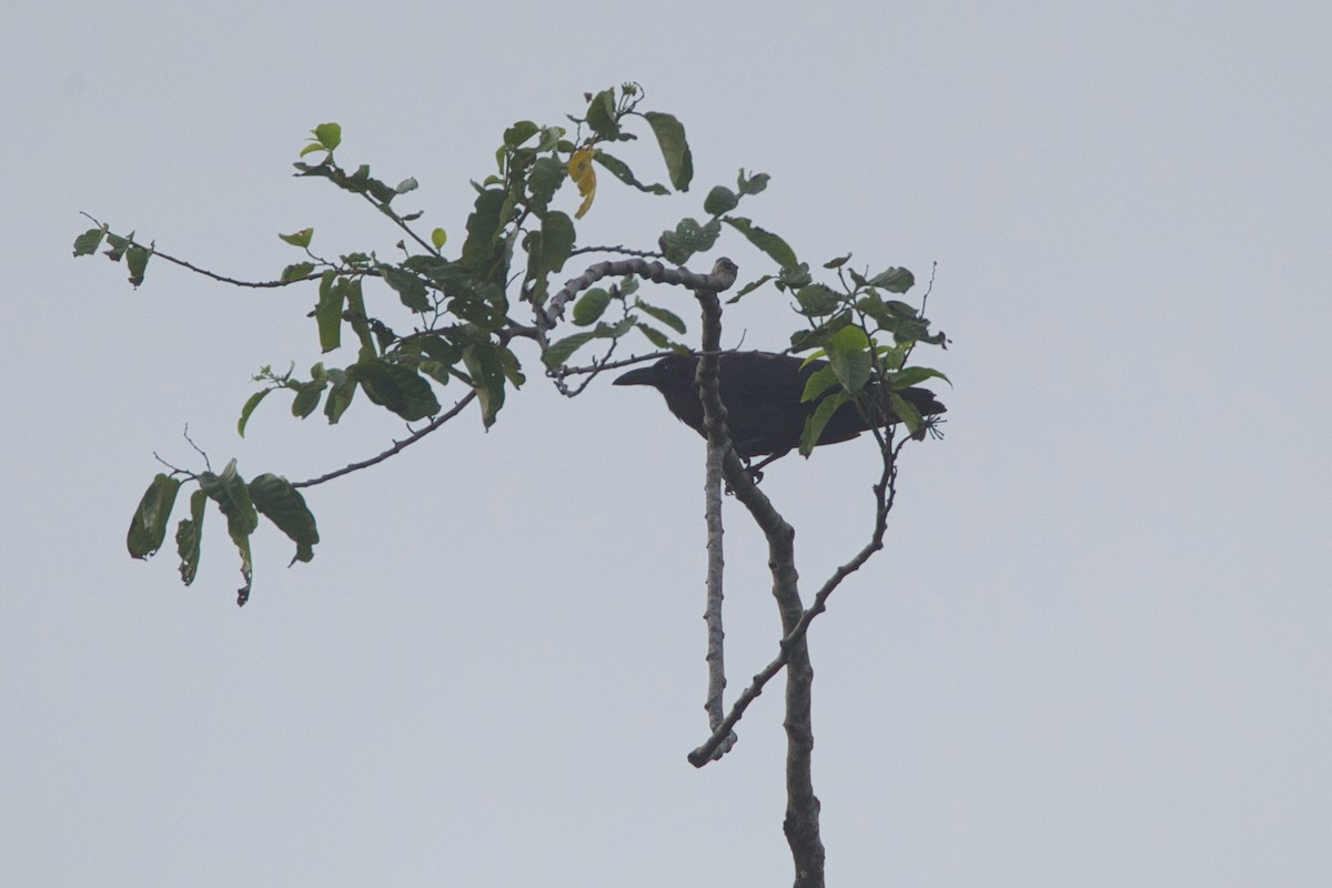 Sulawesi Crow - ML632456387