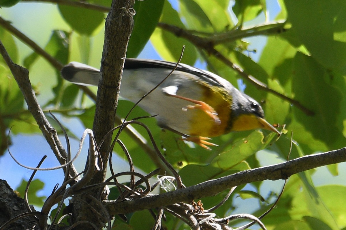 Northern Parula - ML632456388