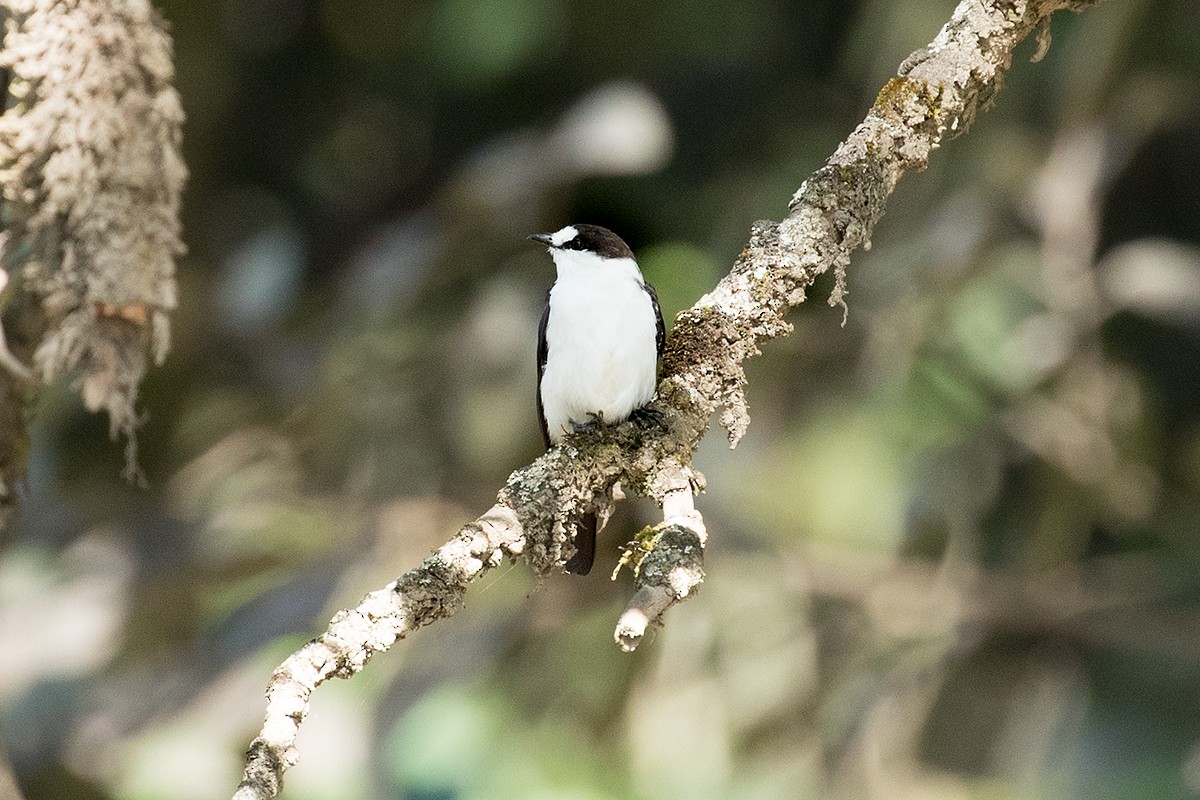 Torrent Flyrobin - Tony Palliser
