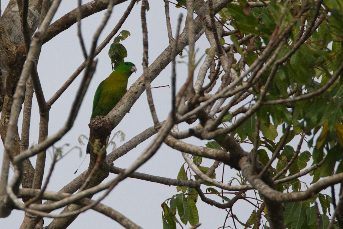 Yellow-breasted Racquet-tail - ML632456410