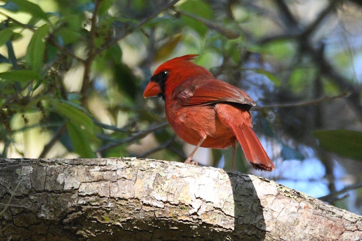 Northern Cardinal - ML632456413