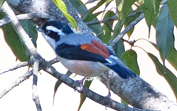 White-browed Shrike-Babbler - ML632456414