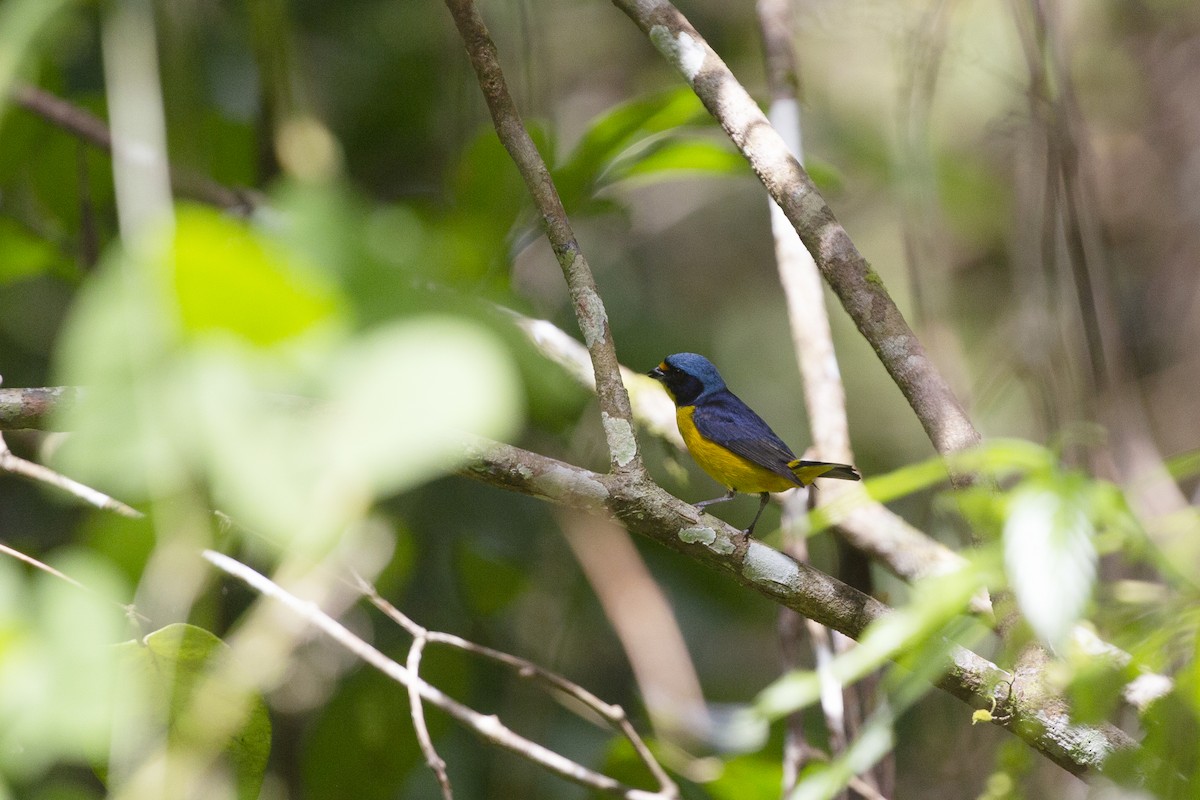 Puerto Rican Euphonia - ML632456439