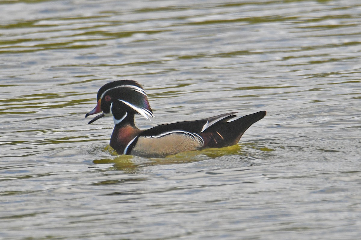 Wood Duck - ML632456447