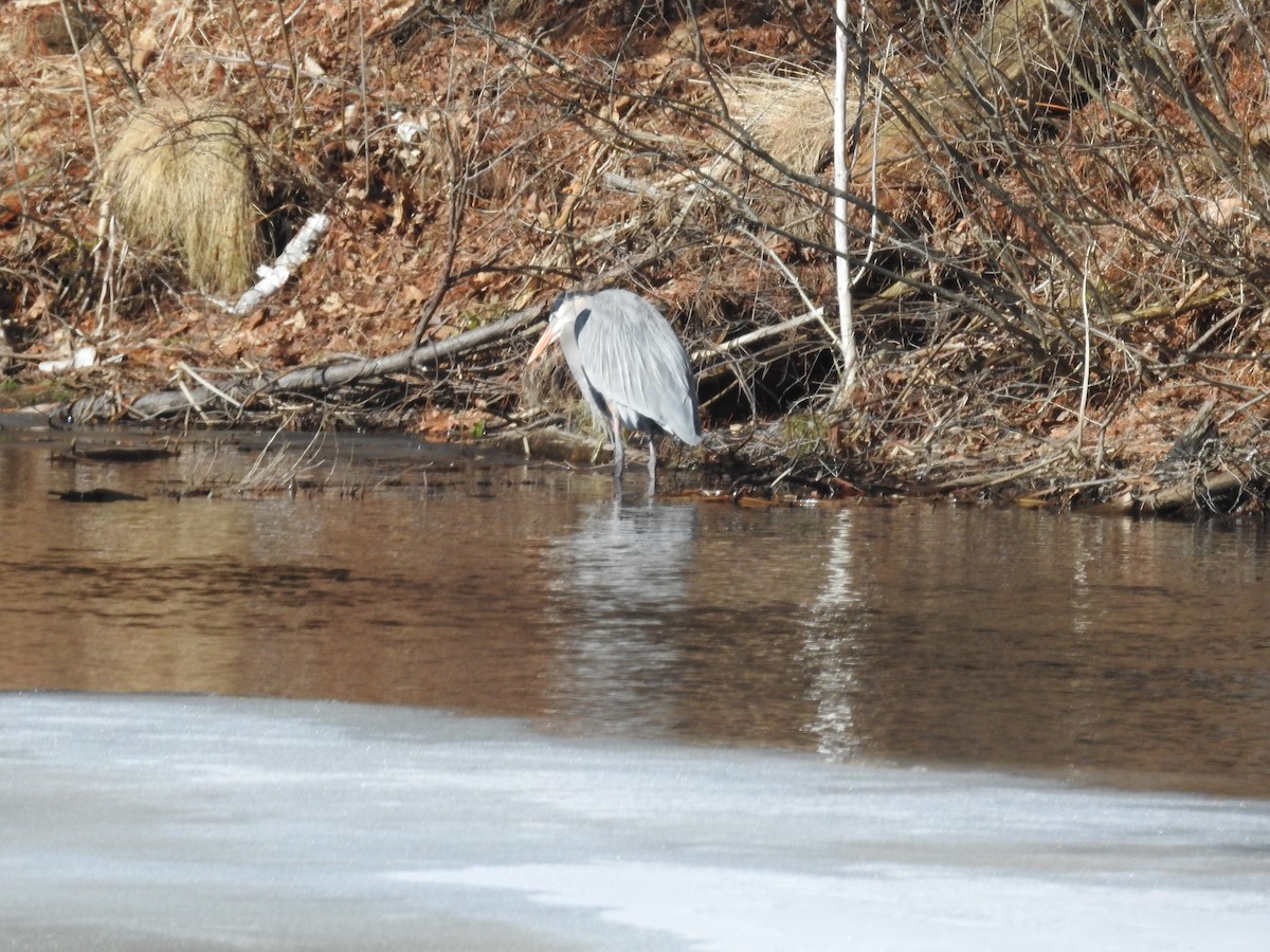 Great Blue Heron - ML632456480