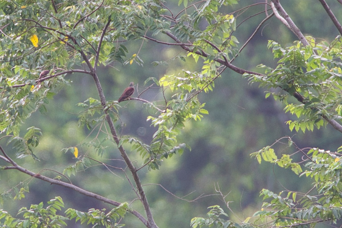 Sultan's Cuckoo-Dove (Sulawesi) - ML632456496