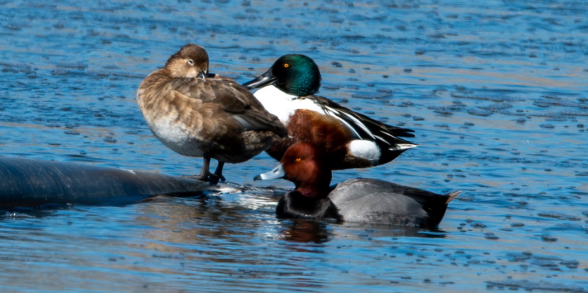 Халбага нугас - ML632456517