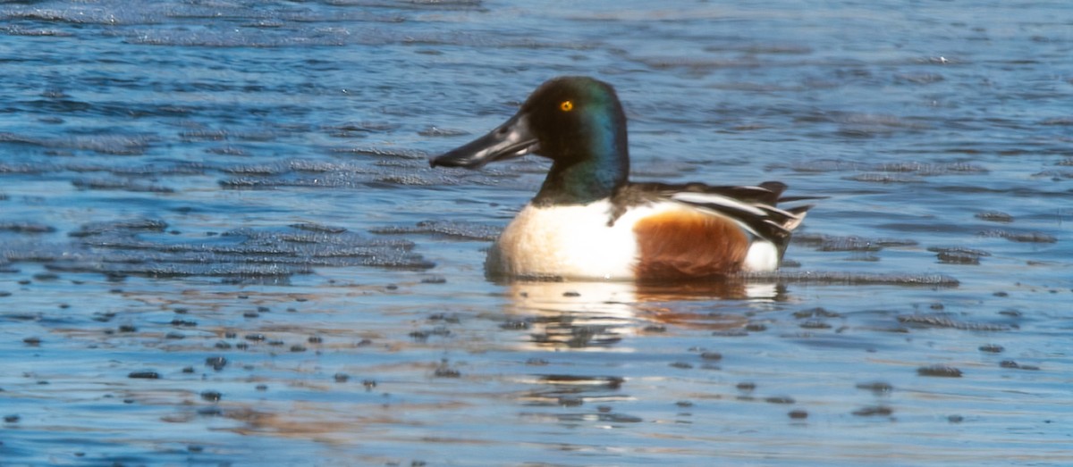 Халбага нугас - ML632456518