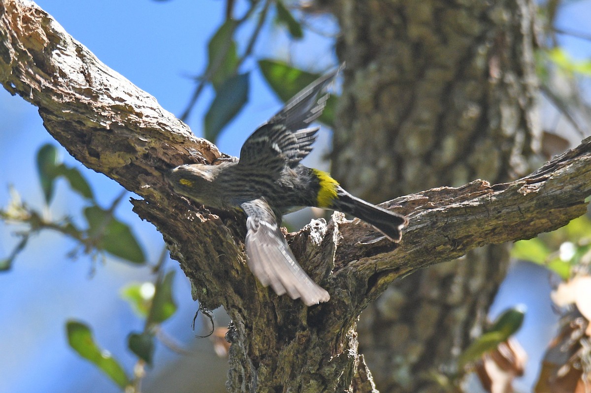 Yellow-rumped Warbler - ML632456548