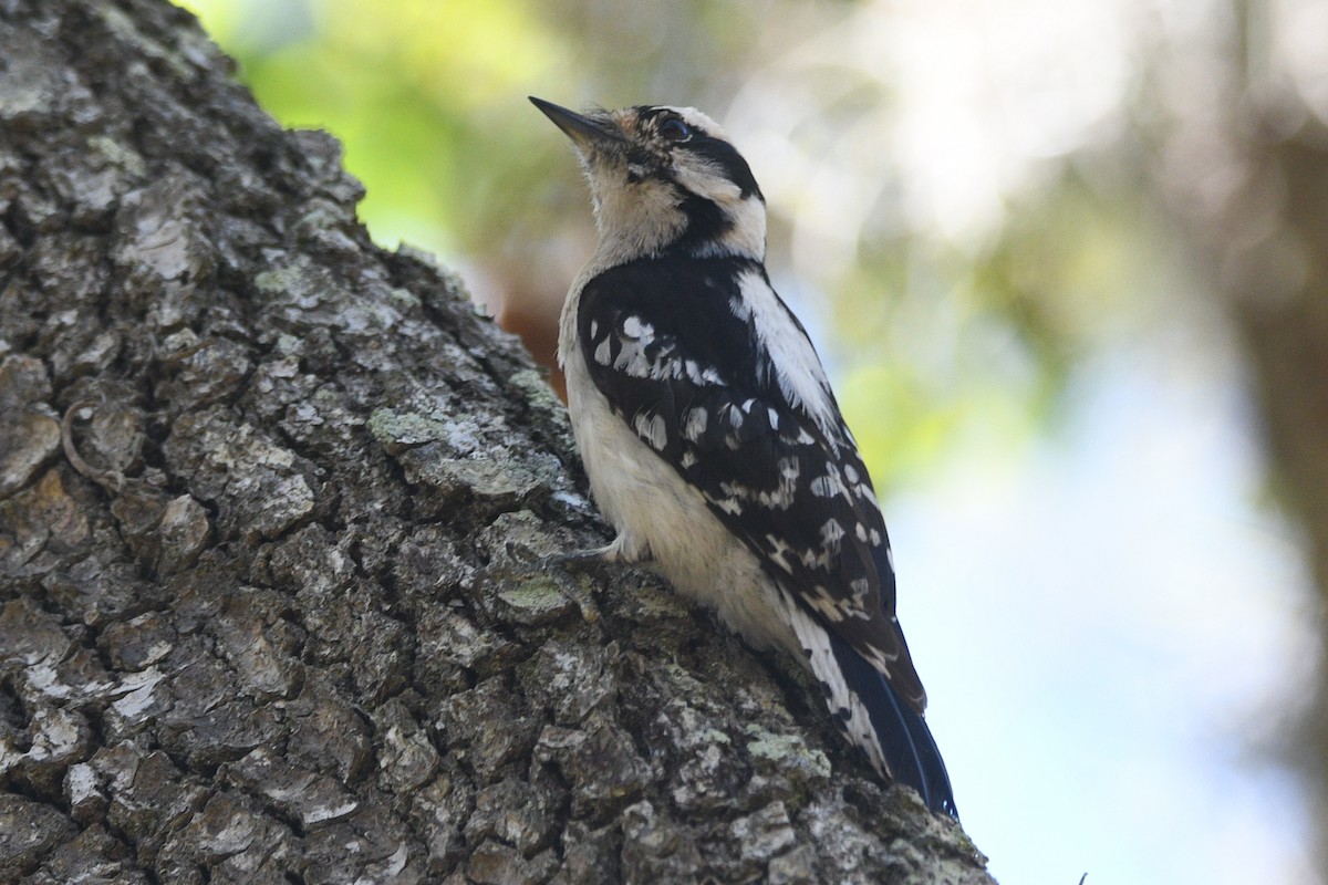 Downy Woodpecker - ML632456634