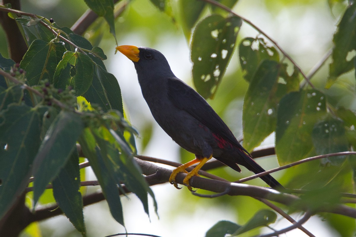 Finch-billed Myna - ML632456637