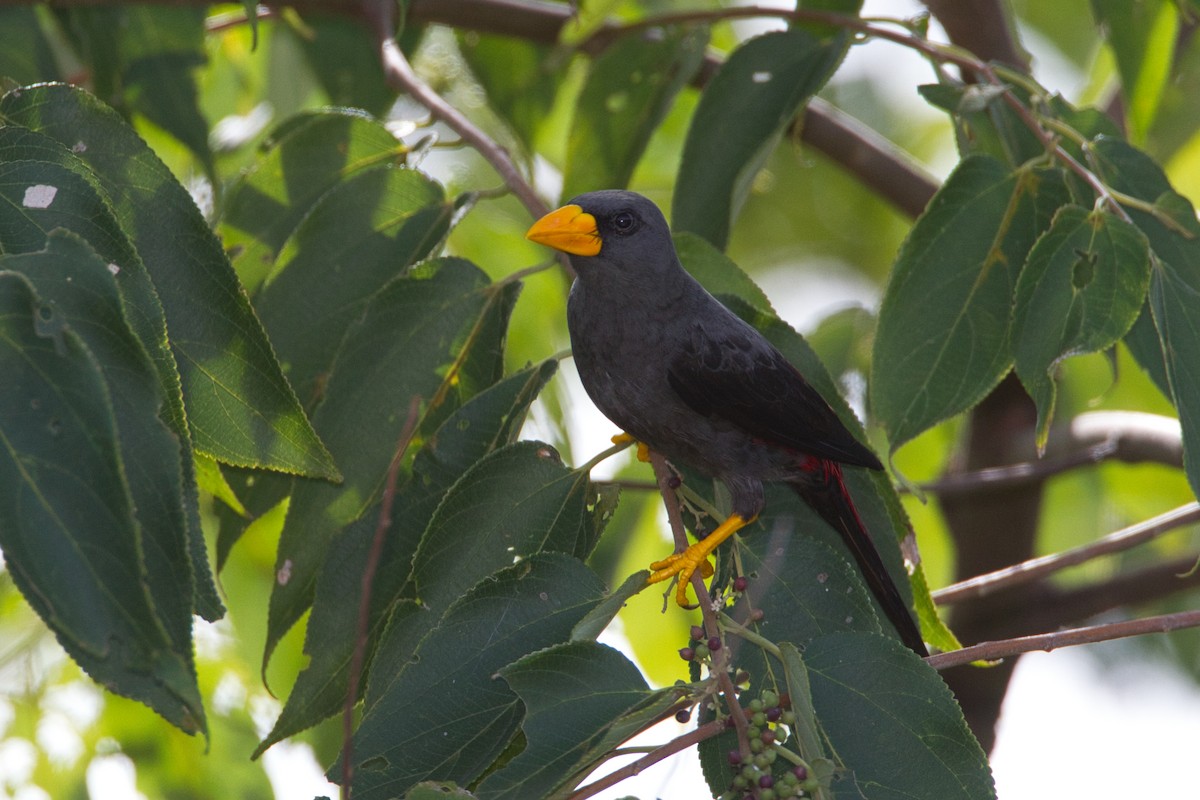 Finch-billed Myna - ML632456638