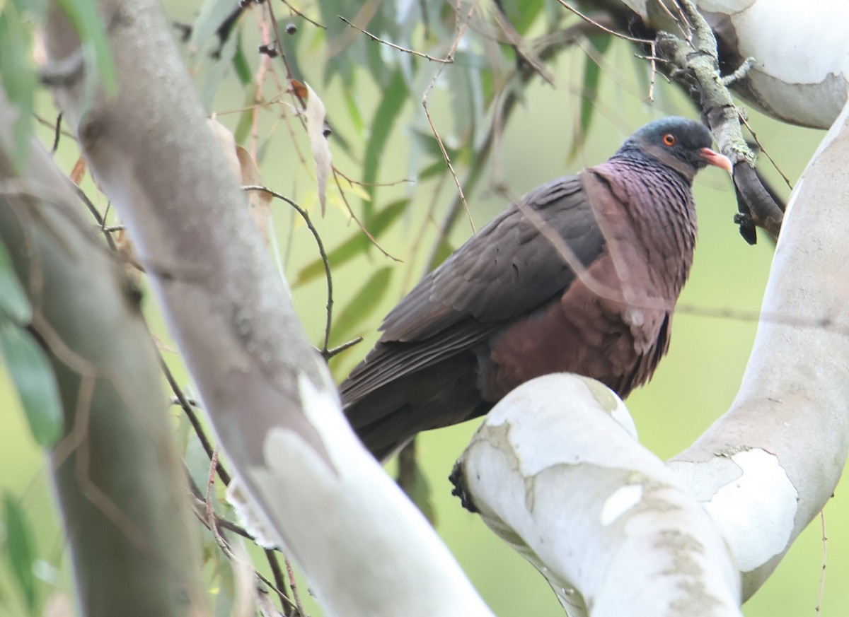 Laurel Pigeon - ML632456683