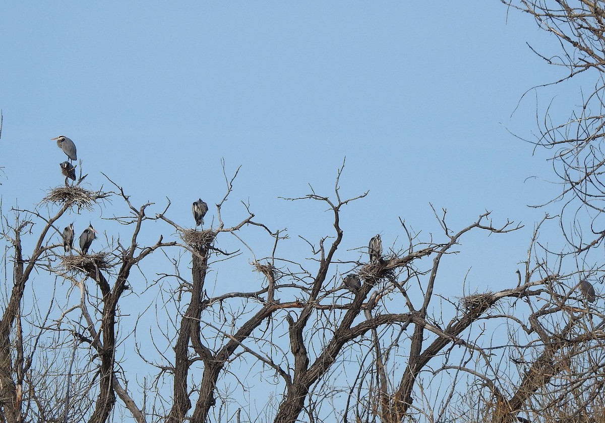 Great Blue Heron - ML632456889