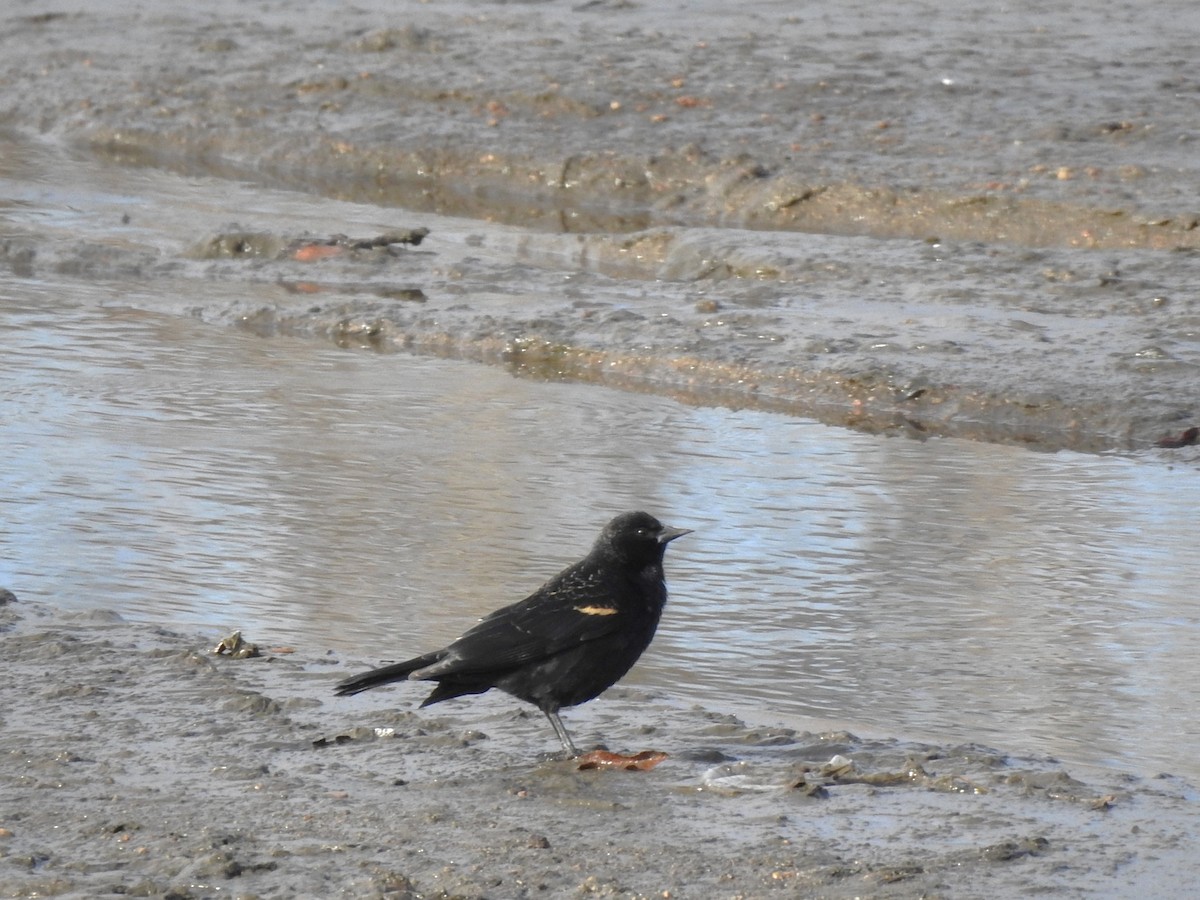 Red-winged Blackbird - ML632456907