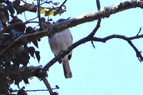 Northern Mockingbird - ML632456975
