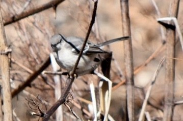 Northern Mockingbird - ML632456976
