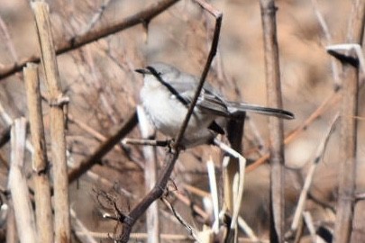 Northern Mockingbird - ML632456977