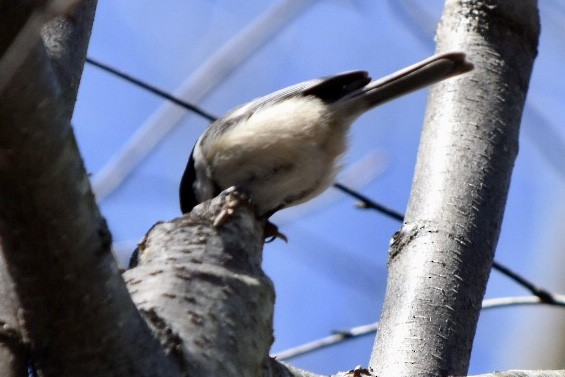 Black-capped Chickadee - ML632457023