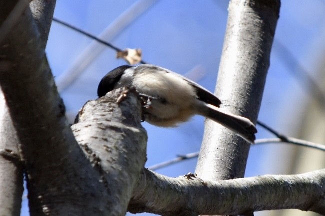 Black-capped Chickadee - ML632457024