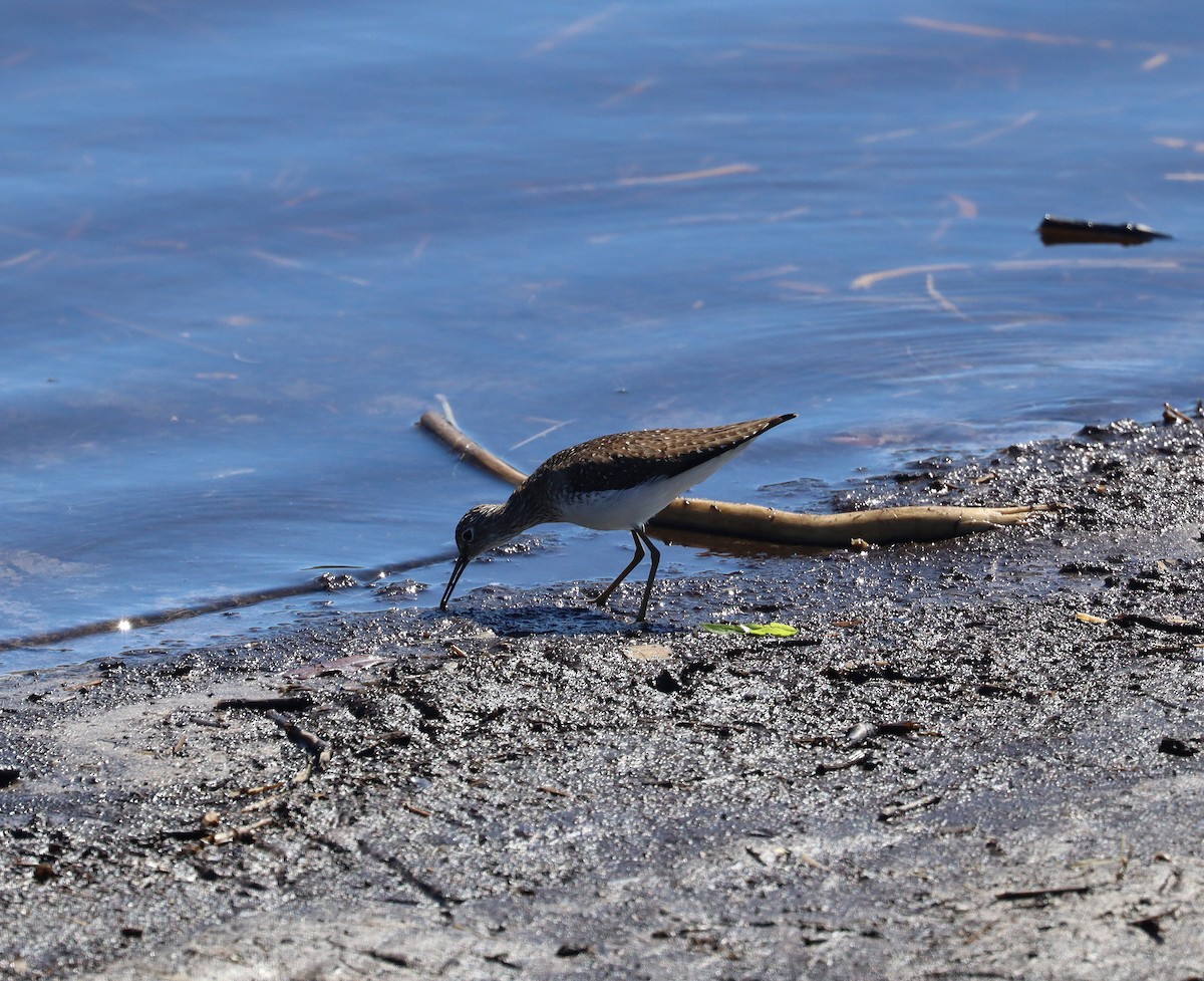 Solitary Sandpiper - ML632457053