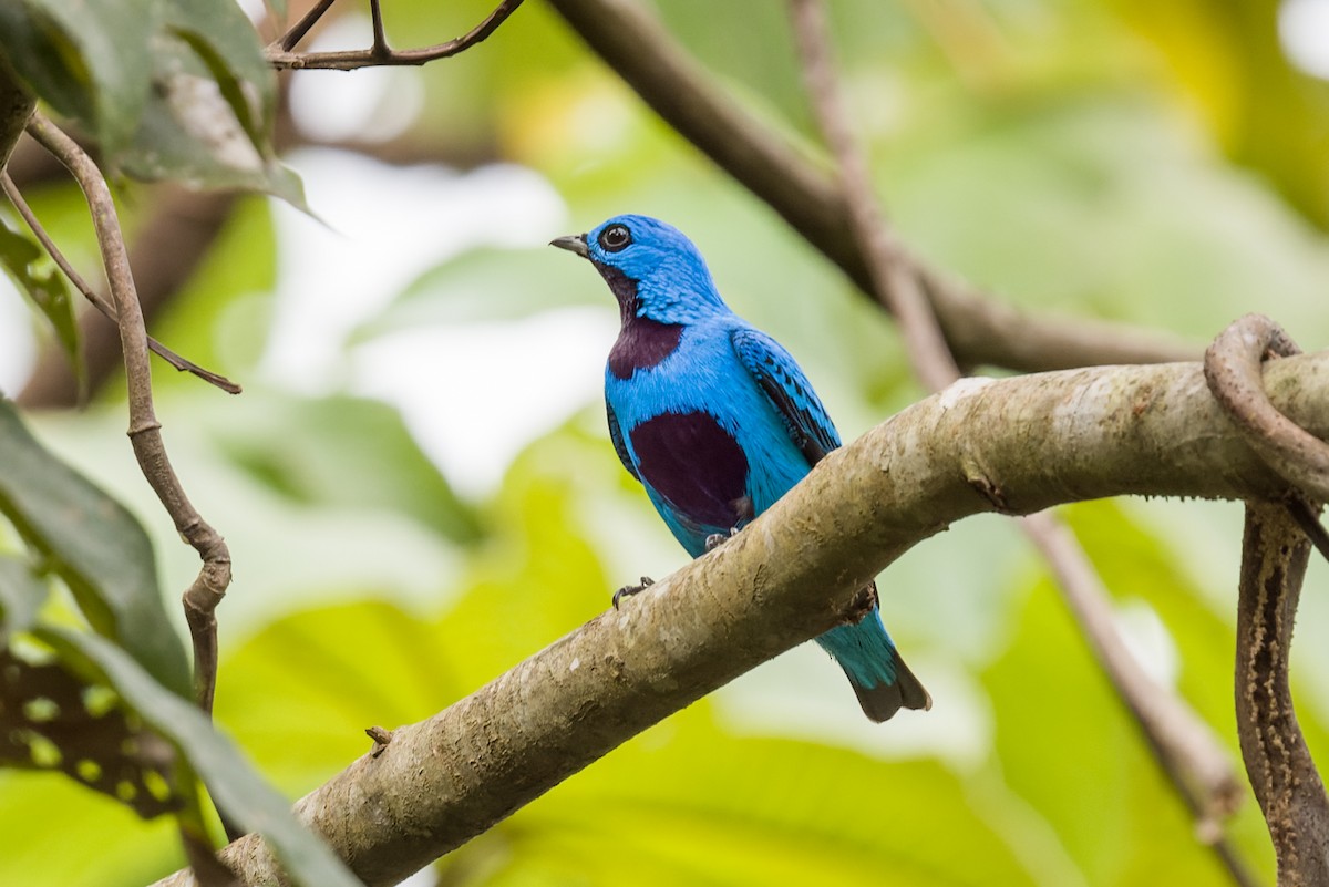 Turquoise Cotinga - ML632457267