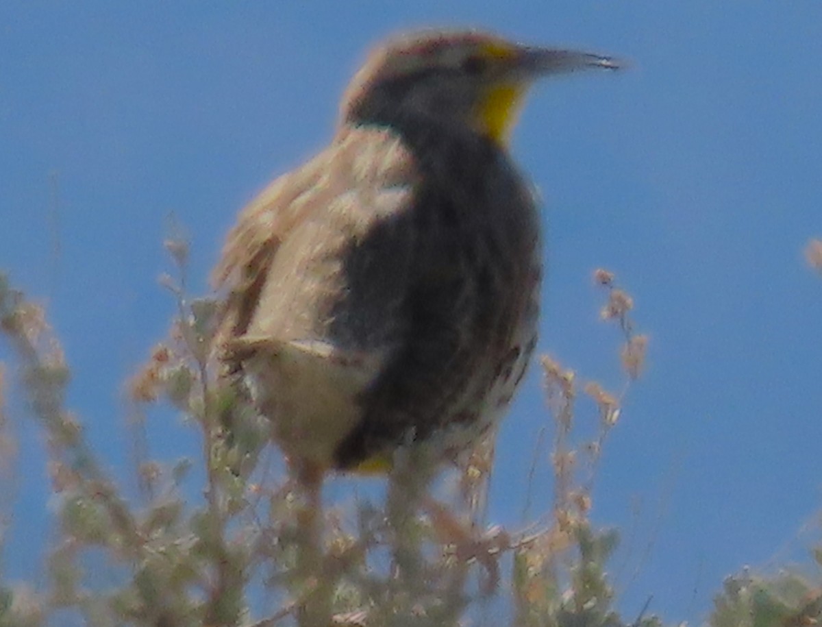 Western Meadowlark - ML632457280