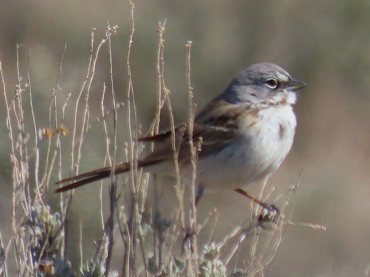 Sagebrush Sparrow - ML632457291