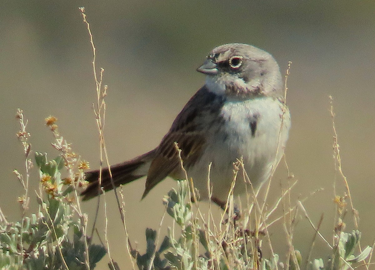 Sagebrush Sparrow - ML632457301