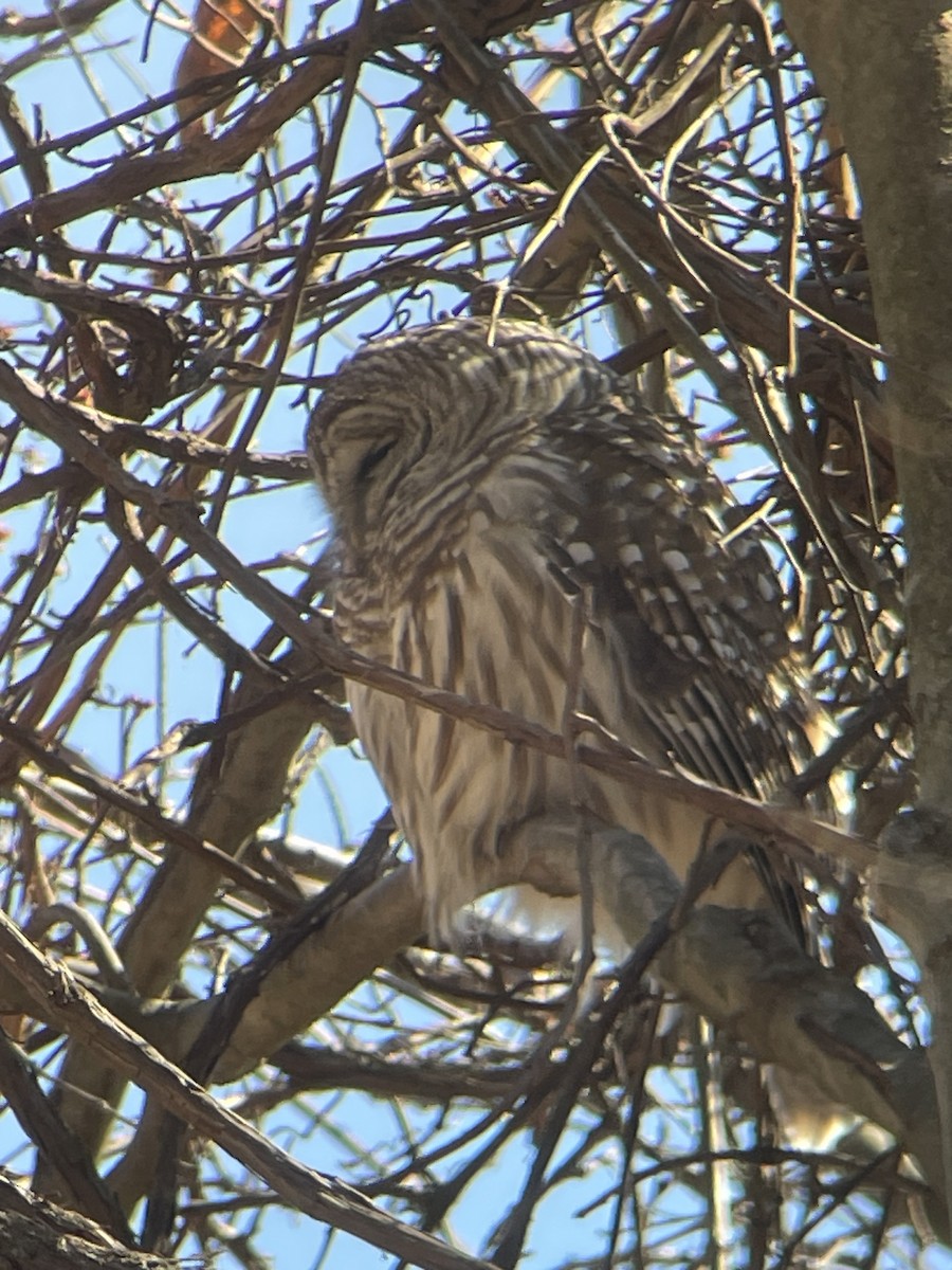 Barred Owl - ML632457357