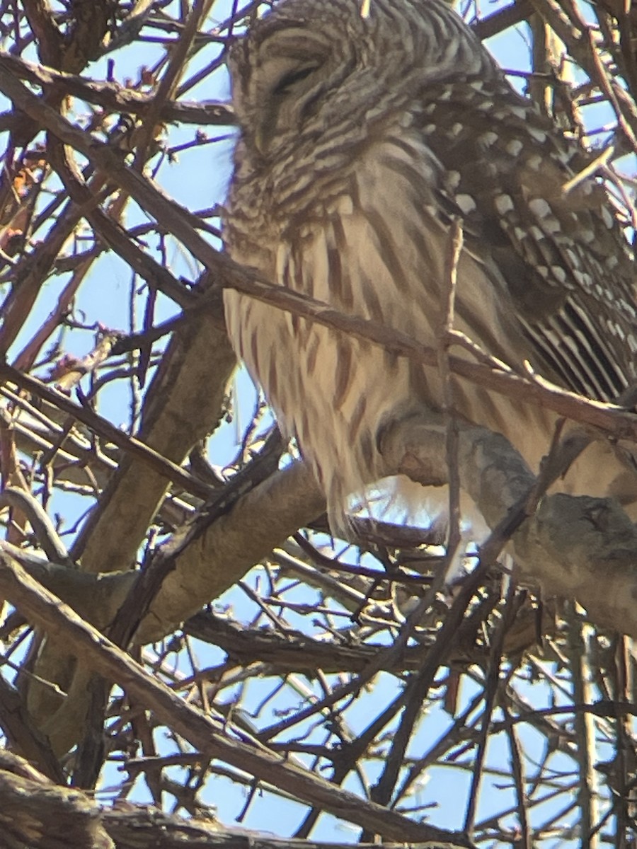 Barred Owl - ML632457358