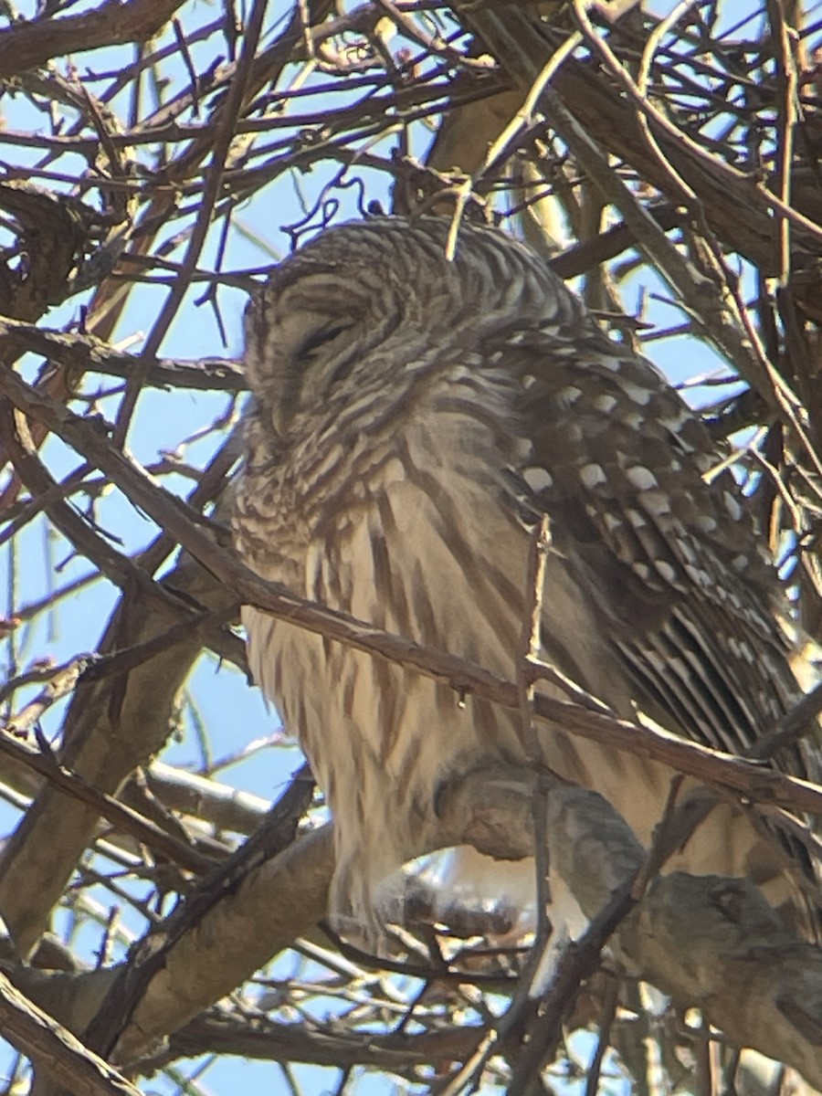 Barred Owl - ML632457359