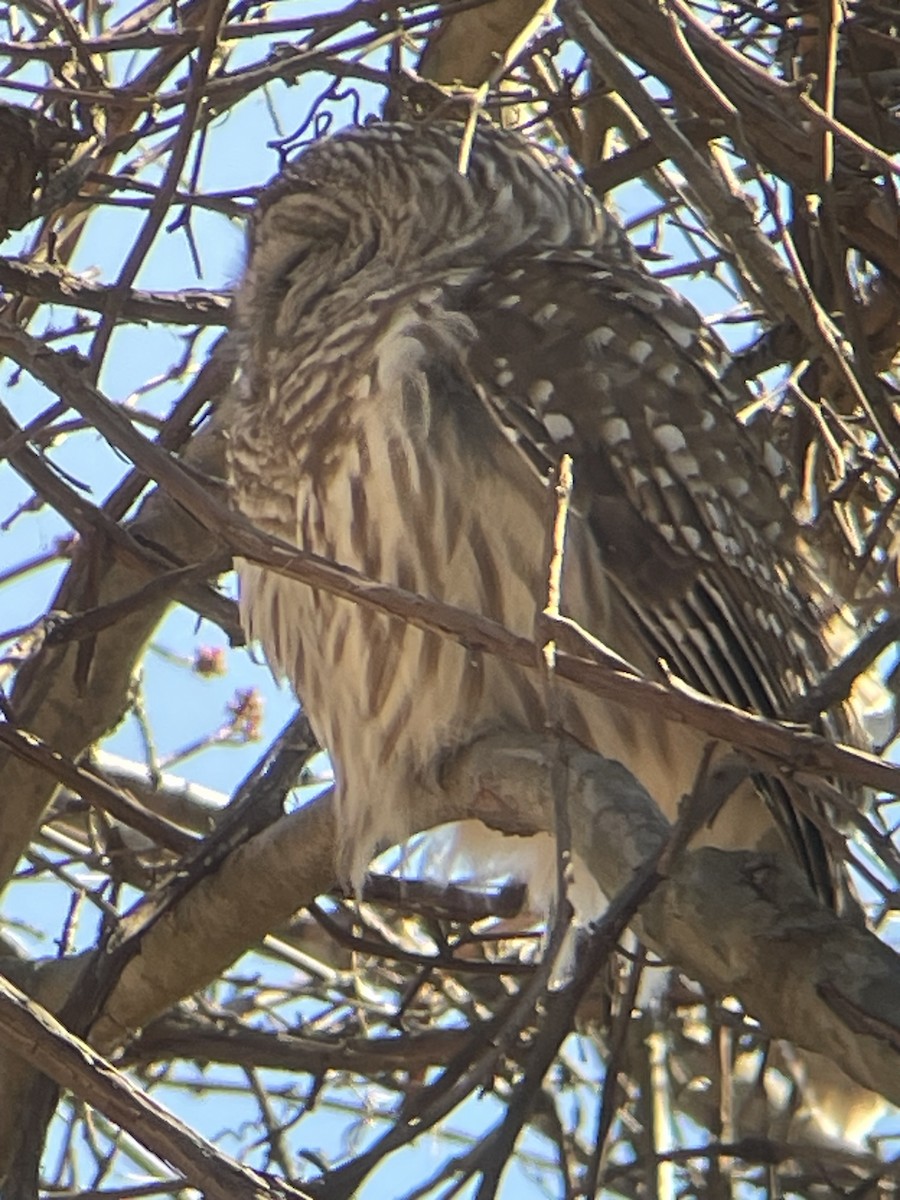 Barred Owl - ML632457360