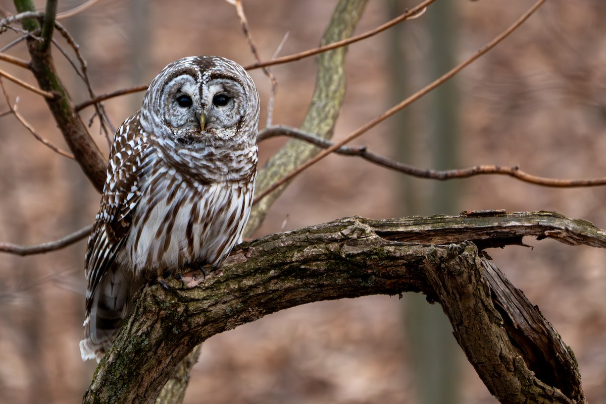 Barred Owl - ML632457452