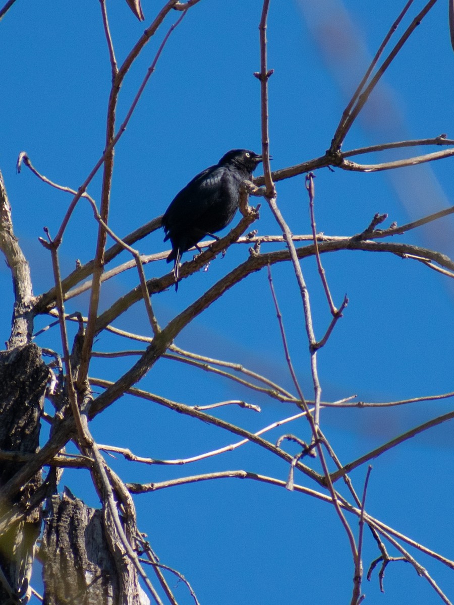 Rusty Blackbird - ML632457458