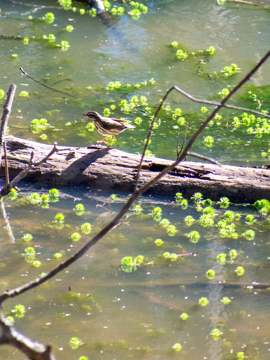 Louisiana Waterthrush - ML632457467