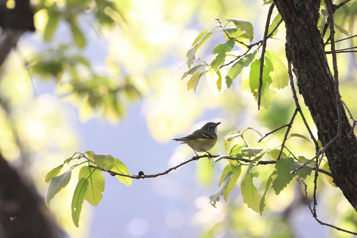 Graukopfvireo - ML632457750