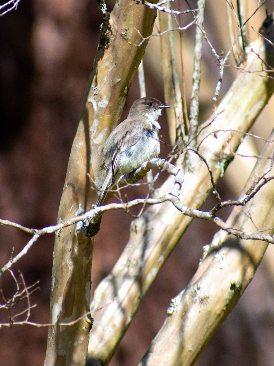 Eastern Phoebe - ML632457922