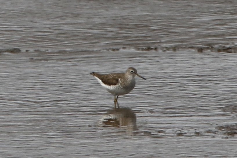 Solitary Sandpiper - ML632457923