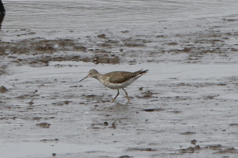 Solitary Sandpiper - ML632457924