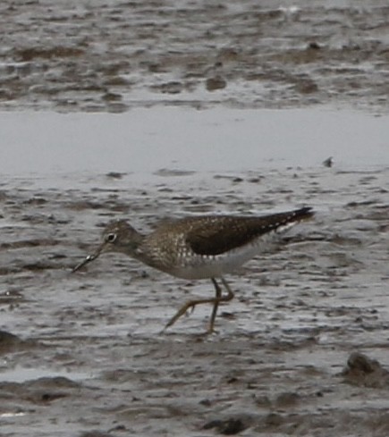 Solitary Sandpiper - ML632457925