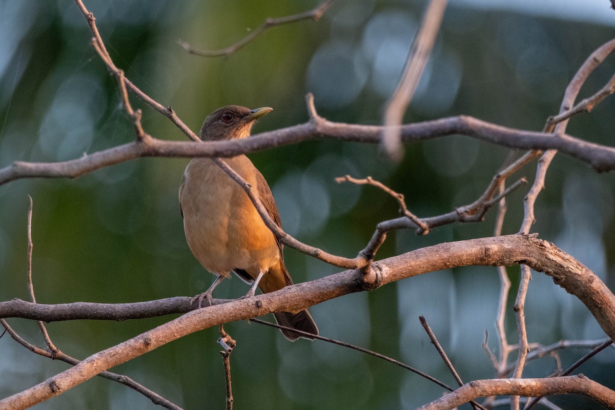 Clay-colored Thrush - ML632457926
