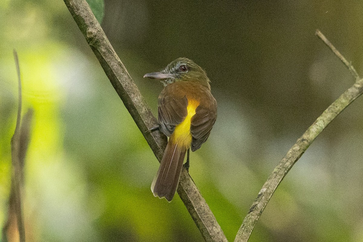 Bright-rumped Attila - ML632457996
