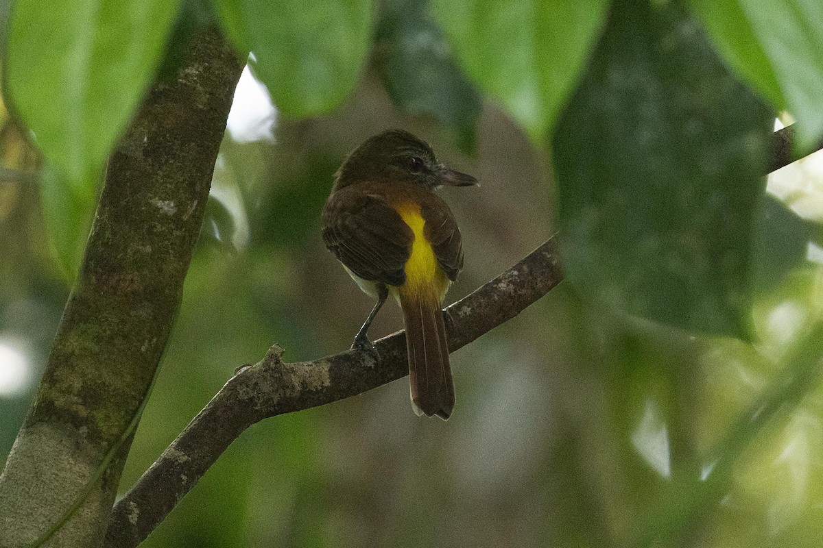 Bright-rumped Attila - ML632457997