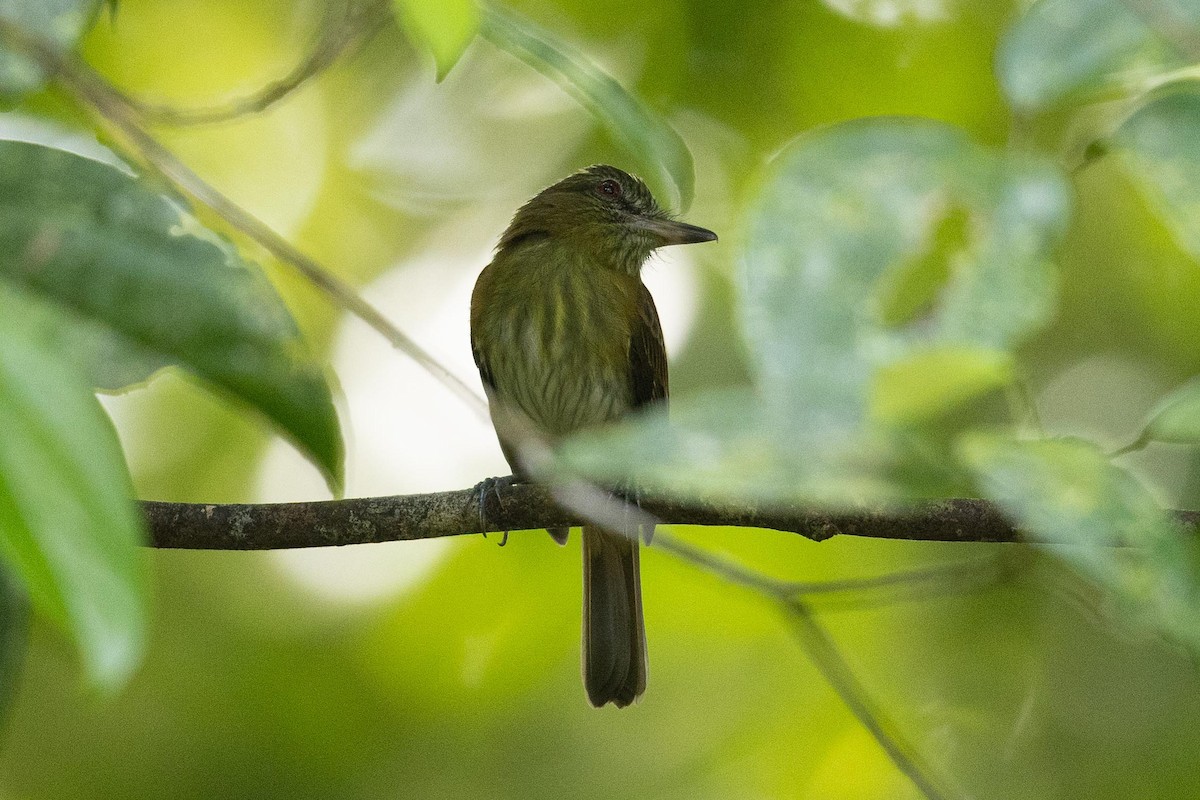 Bright-rumped Attila - ML632457998