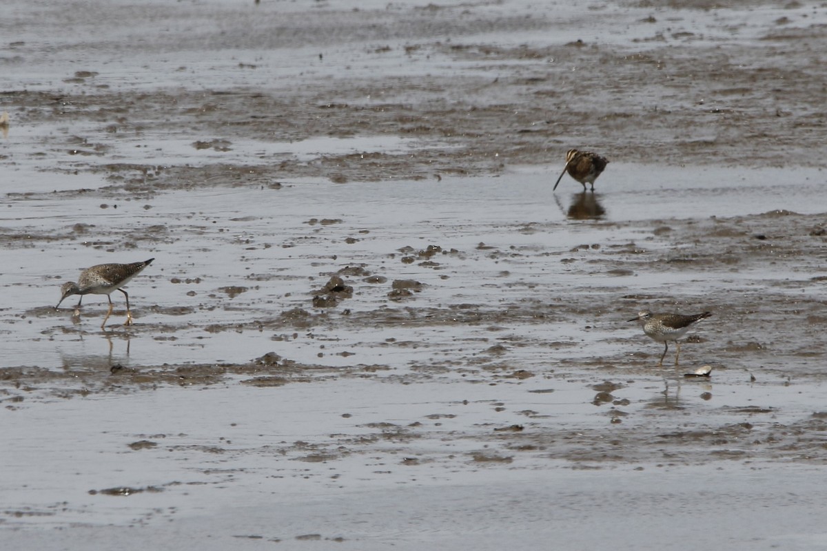 Solitary Sandpiper - ML632458118