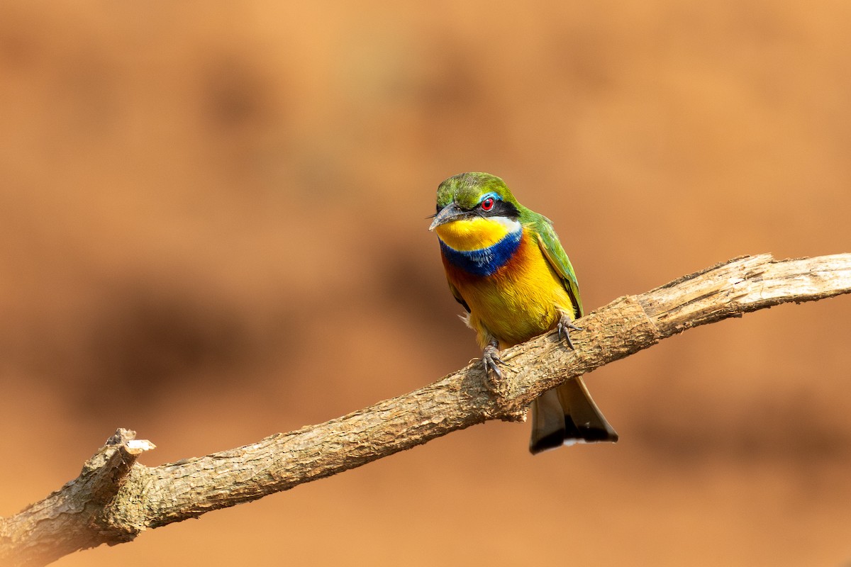 Blue-breasted Bee-eater - ML632458122