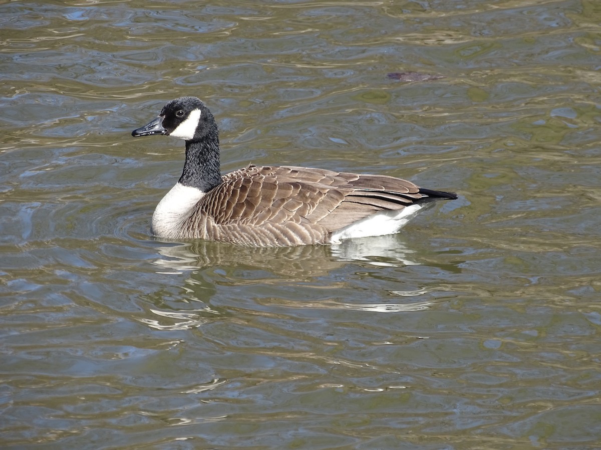 Canada Goose - ML632458142