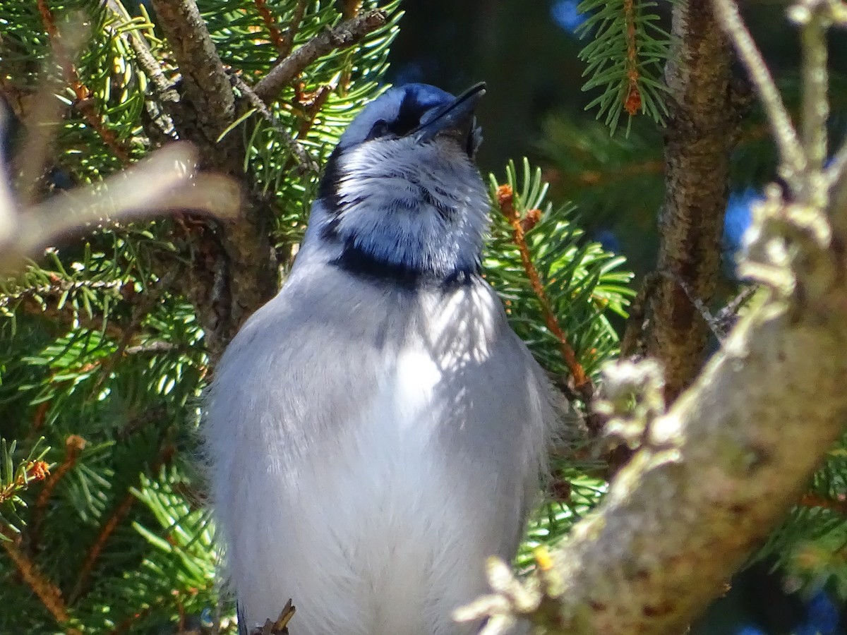 Blue Jay - ML632458151