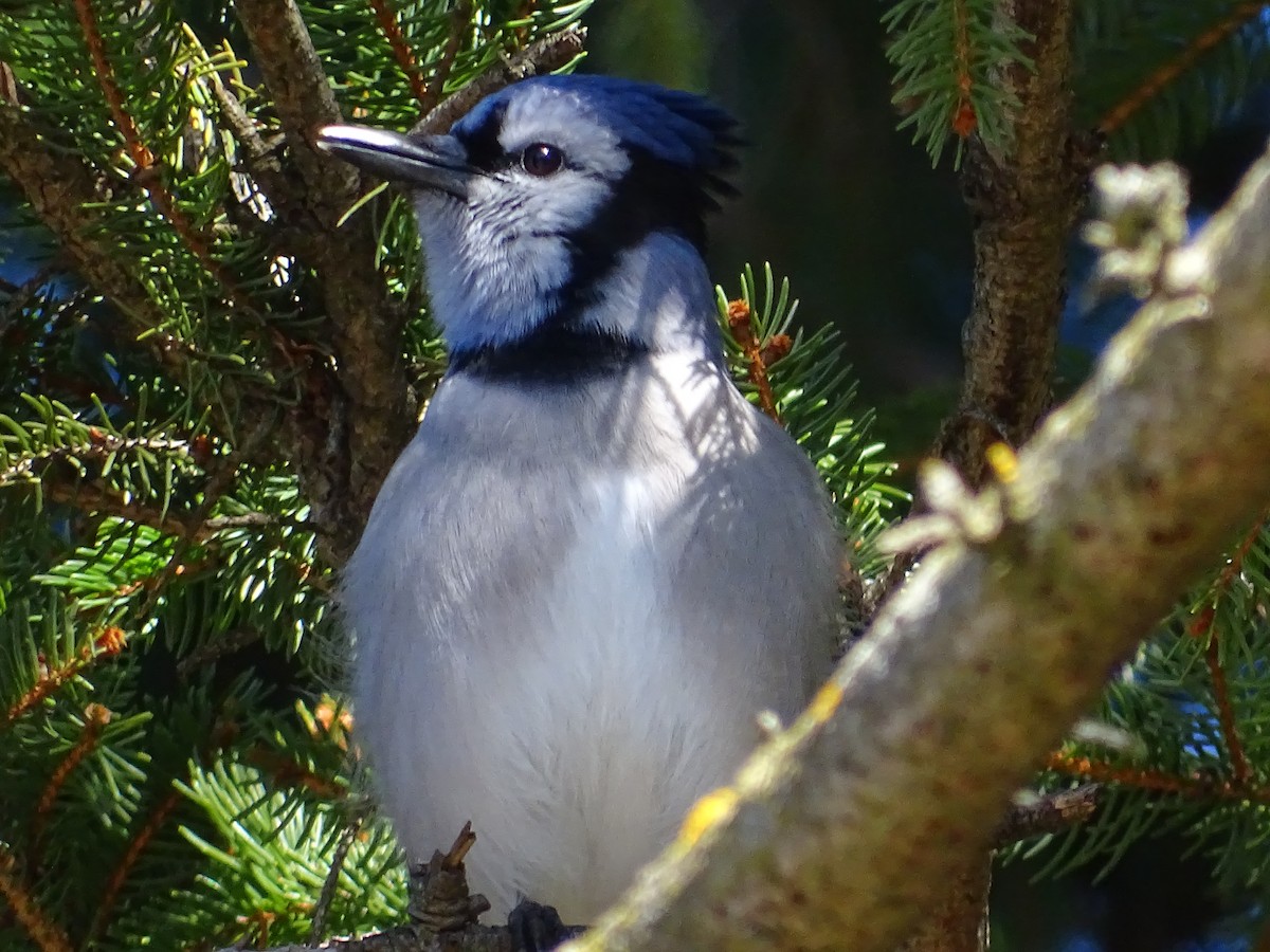 Blue Jay - ML632458152
